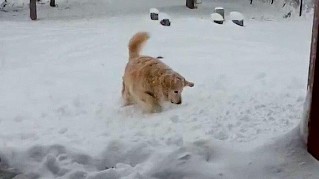 Dog has zero chill about Montana’s first snow of the season