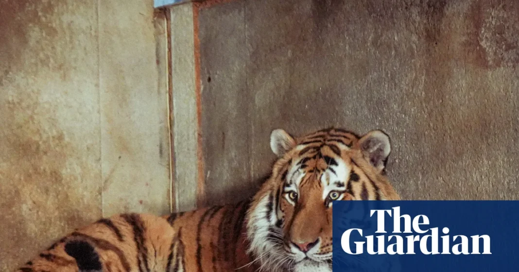 Wildlife park confirms tiger will not be euthanised after man mauled to death | Yorkshire
